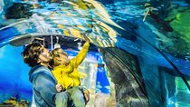  Dubai Aquarium & Underwater Zoo Entrance Ticket
