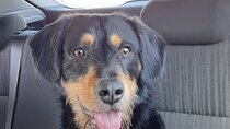 Private Dog Walk Tour in Edinburgh