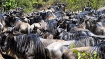 14-Day Serengeti Maasai Mara Amboseli Tarangire Zanzibar