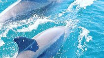 Walk and dolphin watching in Fuengirola + 1 drink