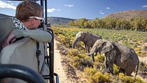 Early Morning Safari Big Five Experience