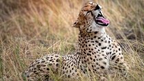 3 Days 2 Nights Safari Adventure in Nairobi