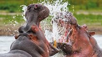 Day Safari Trip to Selous Game Reserve from Zanzibar