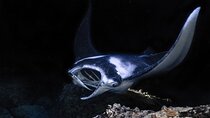 Manta Ray Night Snorkel Experience of a Lifetime 
