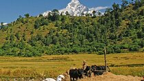 Pokhara: 4 Days Royal Trek with Family
