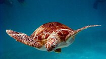 Sea Turtle Sanctuary In Akumal With Cenotes