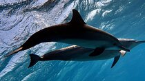 Sha'ab Samadai Reef - Dolphin House Snorkeling Tour at Marsa Alam