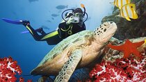 Scuba Diving Experience in Kusadasi with Instructor and Transfer