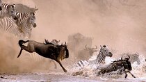 10 Days Wildebeest Migration Safari – Mid Range