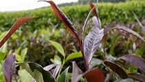 Purple Farm Tea Tour from Nairobi