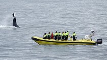 Whale Watching by RIB Speedboat from Downtown Reykjavik
