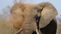 8 Days Wildlife Safari 