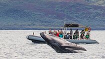 Eco-Raft Tour: Eye-Level Whale or Dolphin Watching from Lahaina
