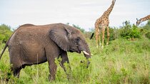 4-Day Guided Tour in Maasai Mara National Reserve Kenya