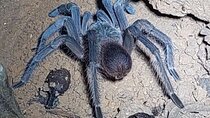 Explore the Dark Side of Nature: Manzanillo Refuge Night Walk