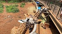 8-Day Private Safari in Kenya and Tanzania Tour