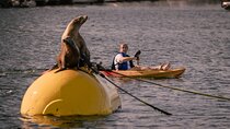 Single Kayak Rental in Mission Bay