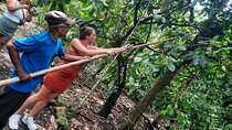 Cocoa & Artisan Chocolate Route with an Historical Tour in Puerto Plata City