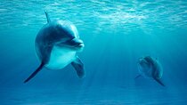 Sea Trip to Dolphin House Reef, Snorkeling & Transfers–Marsa Alam