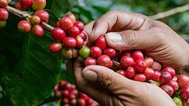 Coffee Lover Immersion