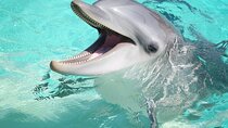 30 Min Swim with the Dolphins with Transfers - Sharm El Sheikh