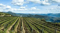 Private Wine Tasting And Visit Tour in Ribera Duero