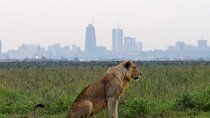 Layover Tour To Nairobi Park and Giraffe center in Nairobi Kenya
