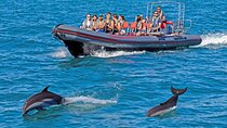 Portimão Dolphin Watching with Marine Biologist 