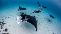 Swim with Manta Rays : Snorkeling Day Trip from Bali