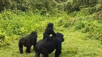 3-Day Private Experience in 5 Volcanoes Chain with Trekking 