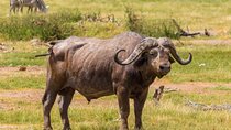 Private 2 Days Tour Amboseli National Park Safari