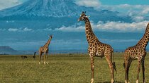 Private Day Tour Amboseli National Park With 4*4 vehicle