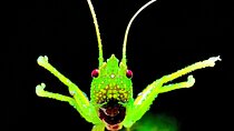 Private Jungle Night Tour in Quepos