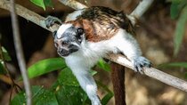 Half Day Private Primate Tour in Gamboa