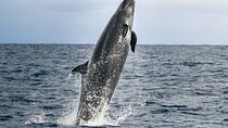 Guaranteed Dolphin and Whale Watch Tour in Kona