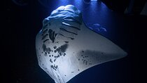 Kona Night Manta Snorkel Tour