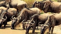 3 Days Masai Mara Camping Safari 