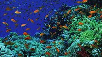Submarine Adventure from Sharm el Sheikh