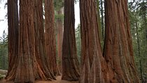 Private Day Tour to Sequoia and Kings Canyon Parks From LA