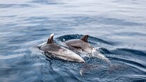 Dolphin Boat Trip in Benalmadena
