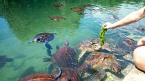 Zanzibar Natural Aquarium and Sun set Cruise at Nungwi Beach 