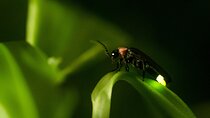 Private Kuala Selangor Firefly Day Trip Include Dinner &Boat Ride