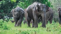 Minneriya safari From Sigiriya Hotels (Jeep Only)