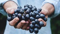 Casablanca Private Wine Tour 3 Wineries with Lunch from Santiago 