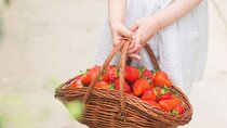 Ganghwado Activity+Ginseng/Strawbessy Experience Day Tour