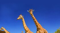 Full day Costa Rican Safari Shared Tour