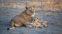 Nairobi National Park Half Day Game Drive Tour With Free WIFI