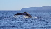 Luxury Catamaran Whale Watch
