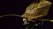 Private Guided Night Walk in the Wonderful Darkness of Monteverde