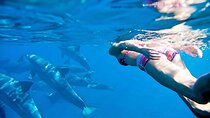 Small Group Wild Dolphin Tour: Swim, Paddle Board and Subwing